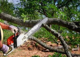 Best Tree and Shrub Care  in Lisle, IL